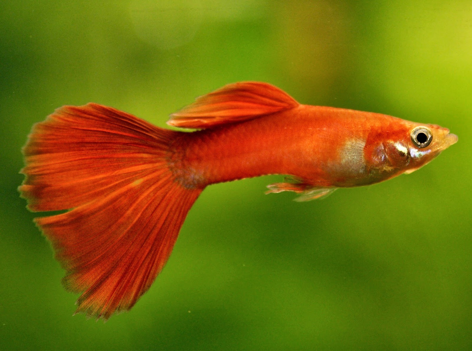 Beautiful Freshwater Fish in the world Guppy ( Poecilia )