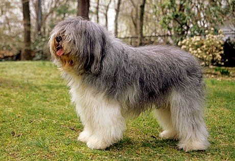 The AKC recognizes four breeds new this year and the Bergamasco sheep dog is one of them. 