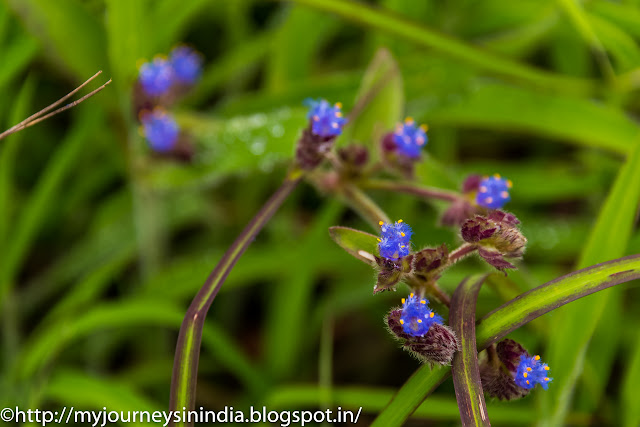 Wild flower at Kemmangundi Hill station