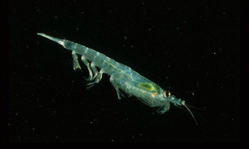 Krill y su hábitat en peligro