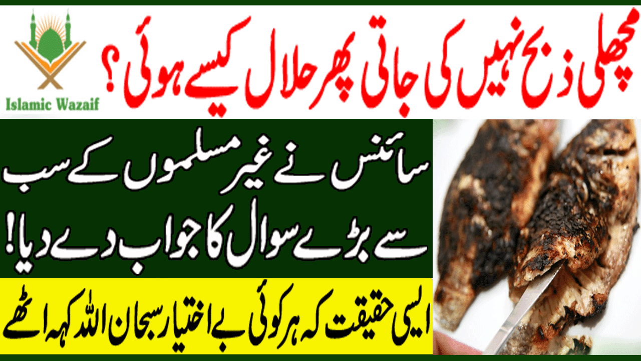 Why Fish Is Halal Without Slaughtering Machli Zibah Ki Bagair Halal why-fish-is-halal-without-slaughtering-machli-zibah-ki-bagair-halal