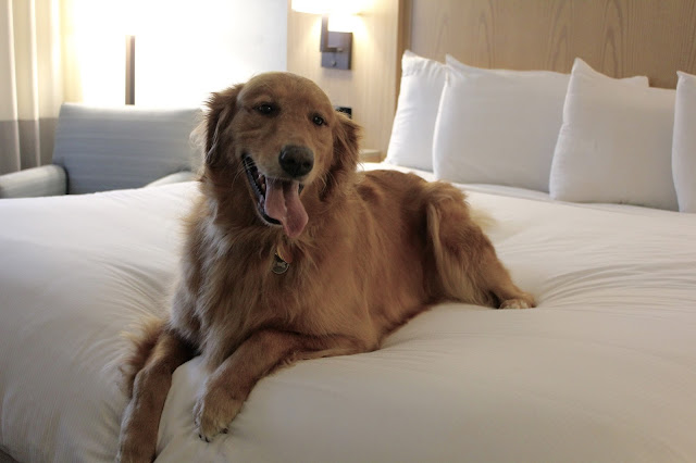 Miley sitting on the bed in the hotel room at Foxwoods Two Trees Inn