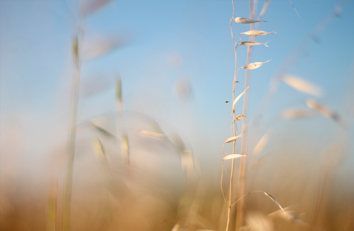 album flores fotografía macro