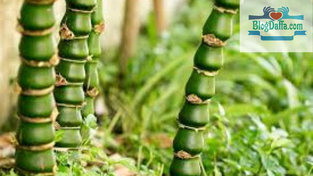 Bambu Gendang Bambu Gendang