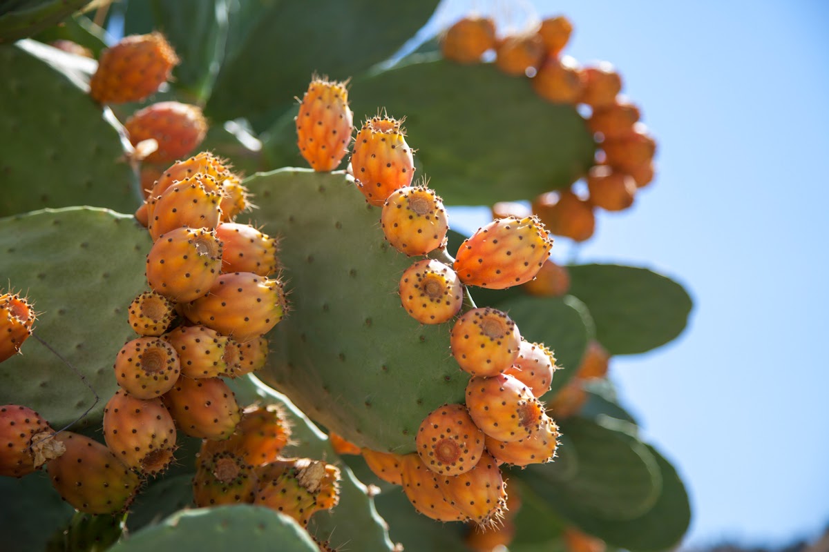 cactus español xerofitas