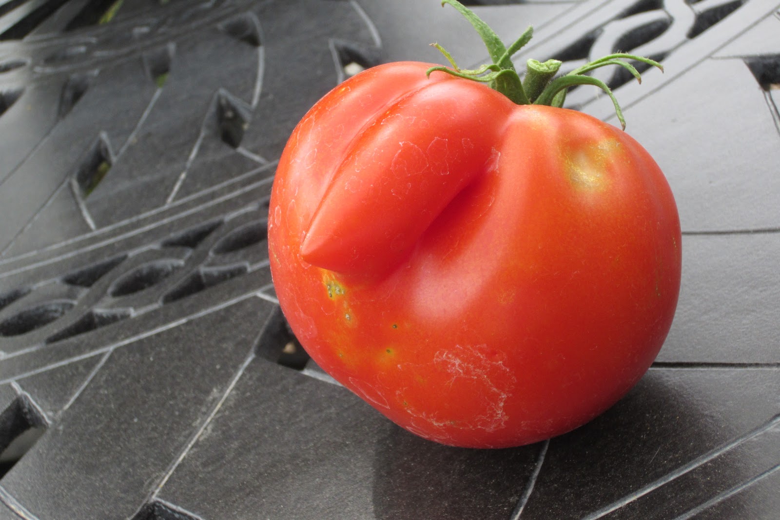 Hike Pray Quilt Our Tomato has a Nose!