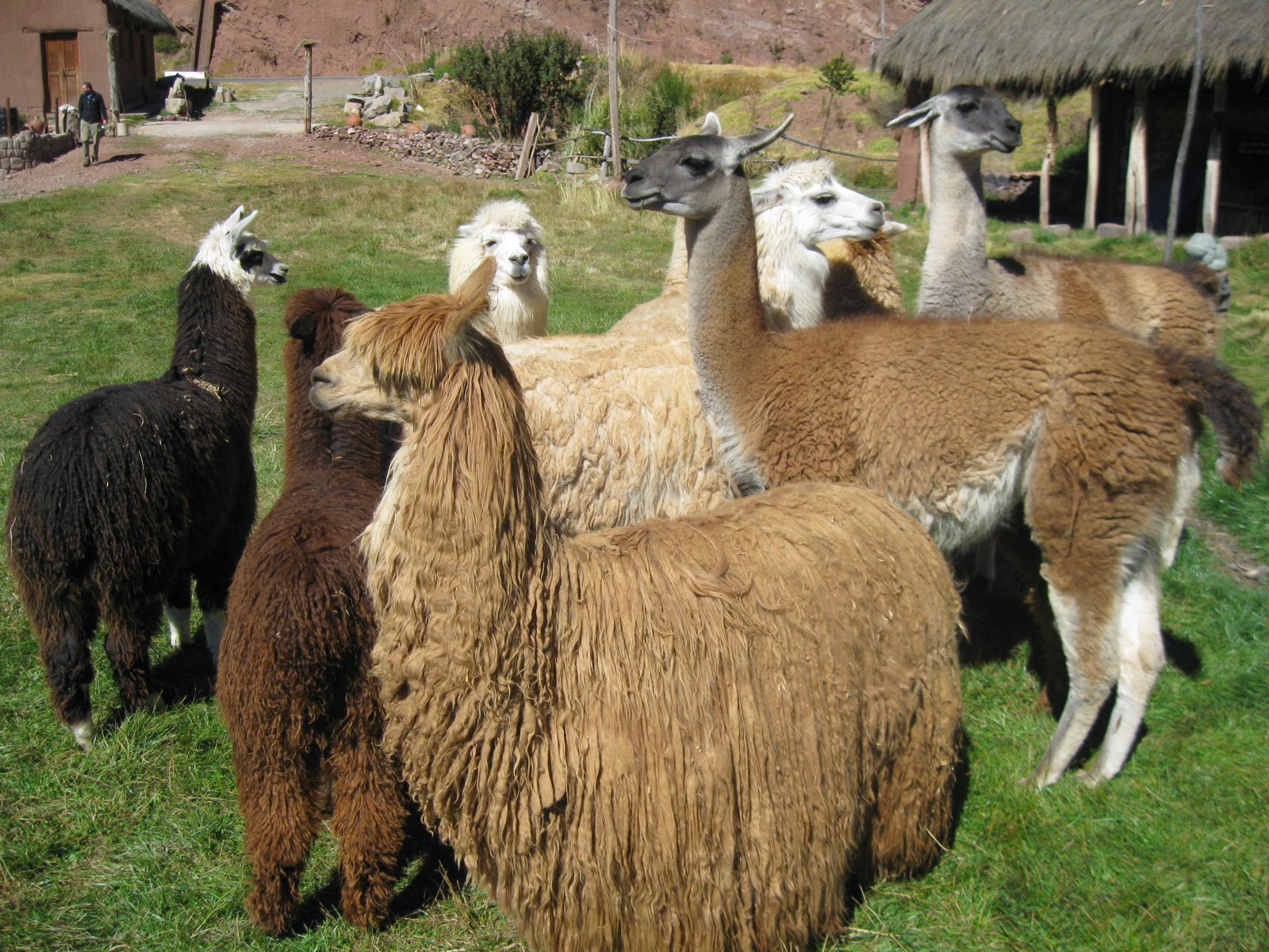 quot The Existence of Our Natural Environment quot : quot Beautiful Cameloids