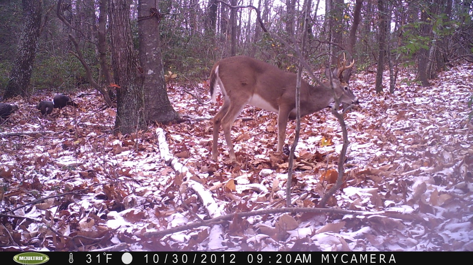 Blue Ridge Parkway Map Dancing bears and other mountaintop critters