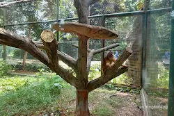 lutung budeng kebun binatang ragunan jakarta