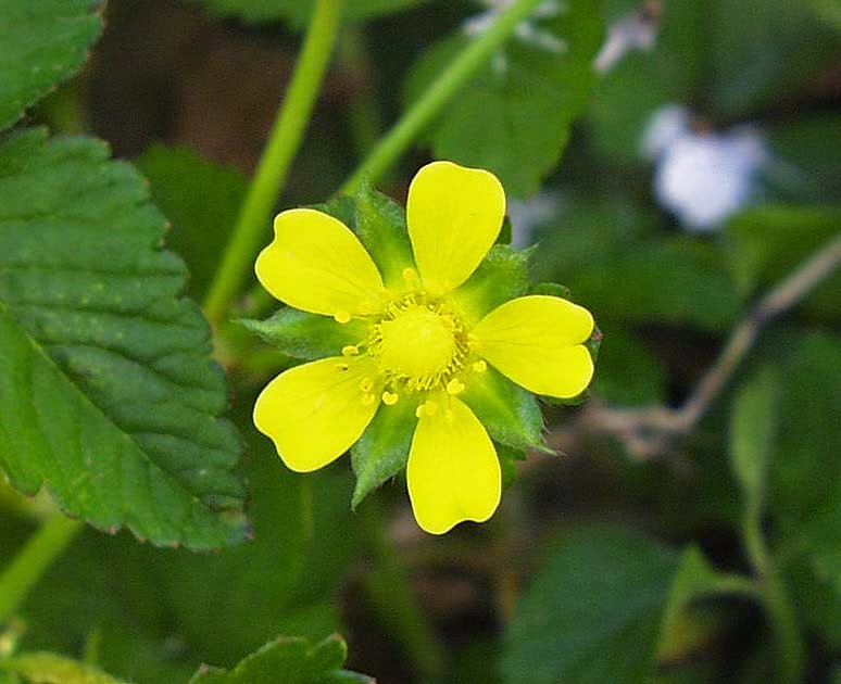 Всё о бегониях и не только...: Дюшенея индийская (Duсhesnea indica)