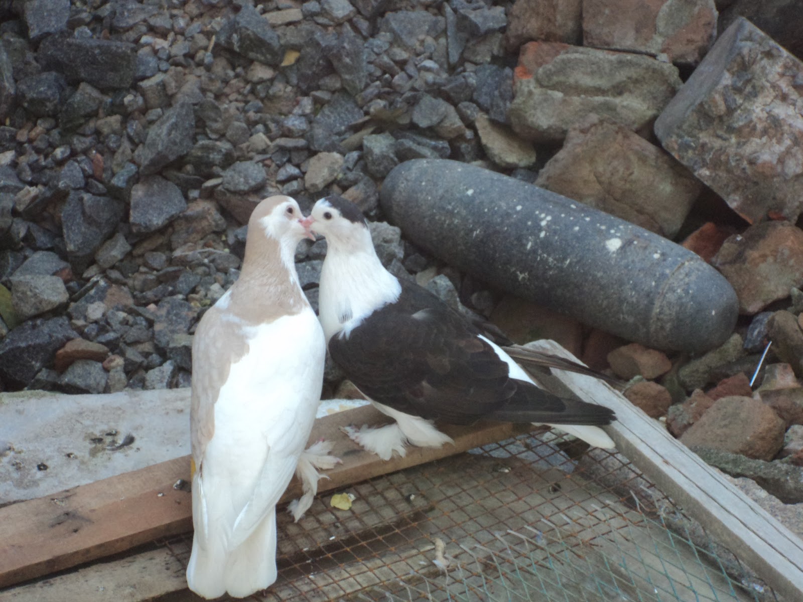 Lahore pigeon 2 Pigeons fall