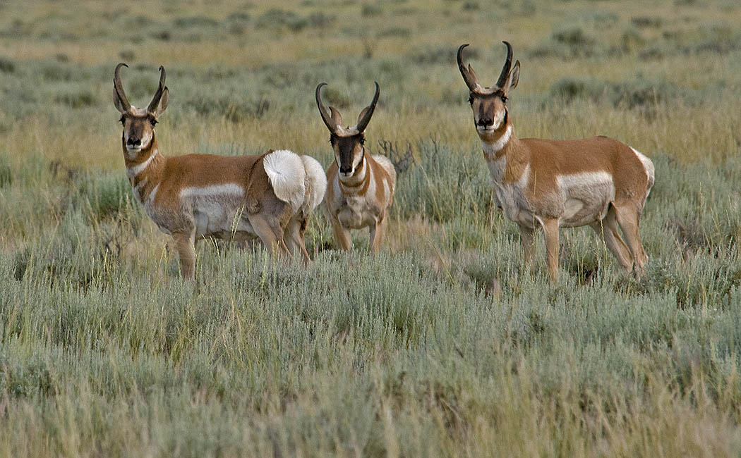 Wyoming Photos Three Uneasy Antelope