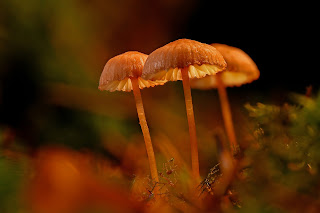 Wallpaper of the day: 01/25/2019 ~ Axis wallpapers