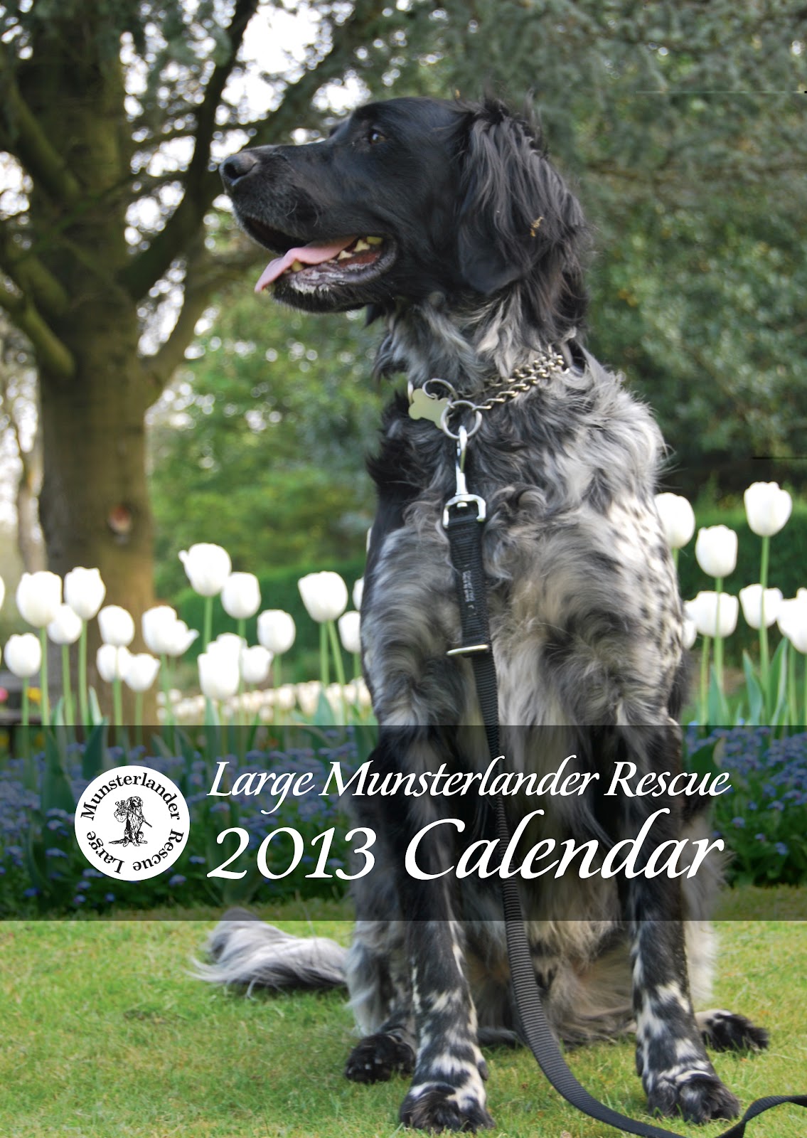 Large Munsterlander Rescue News ORDER YOUR CALENDARS NOW