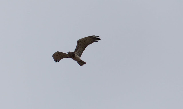 Águila Culebrera en Guadalmellato 