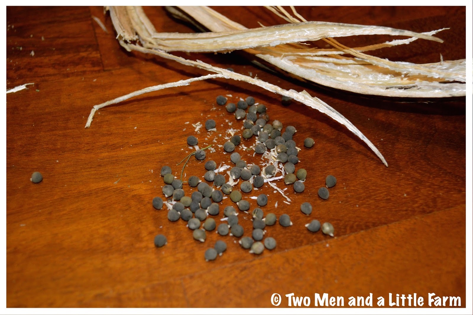 Two Men and a Little Farm HARVESTING OKRA SEEDS