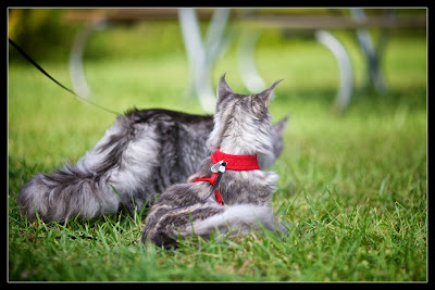 Maine coon kittens on a leash