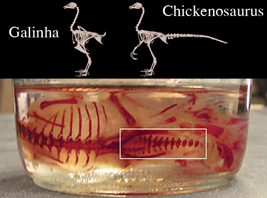Chickenosaurus Embryo Tail Creation