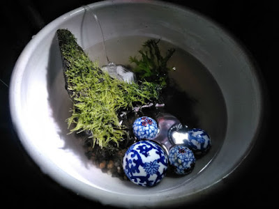 避難させていた水草たちをもとに戻して・・・