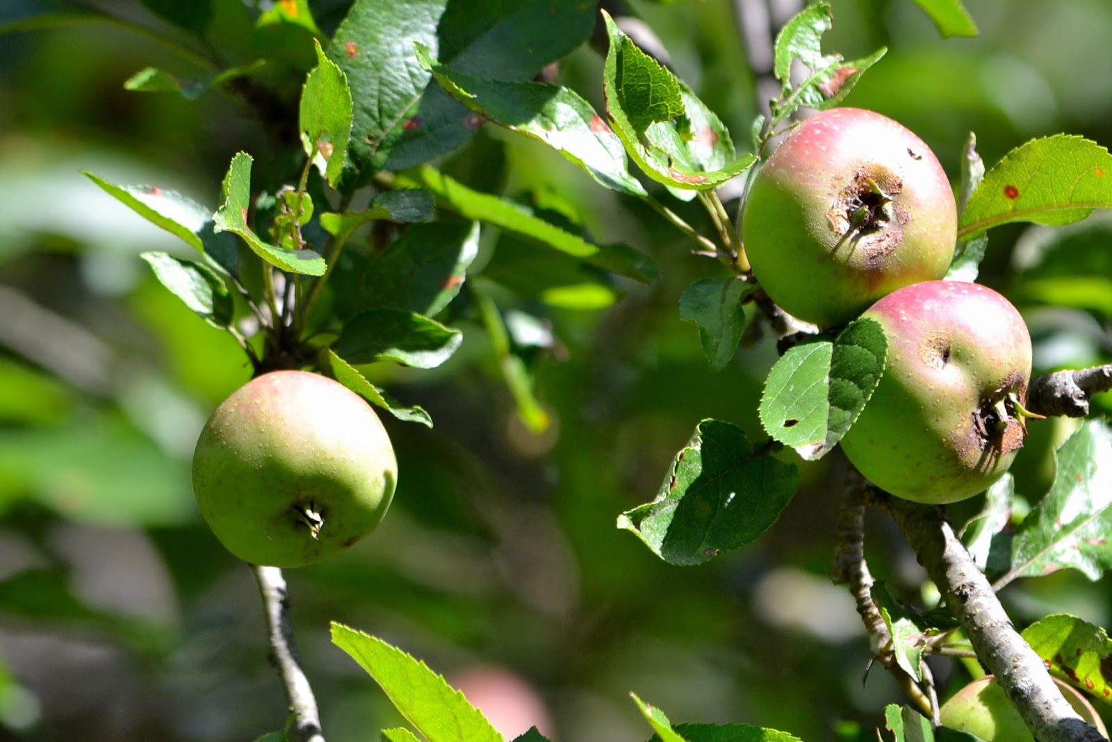 What to do with wild apples r/foraging