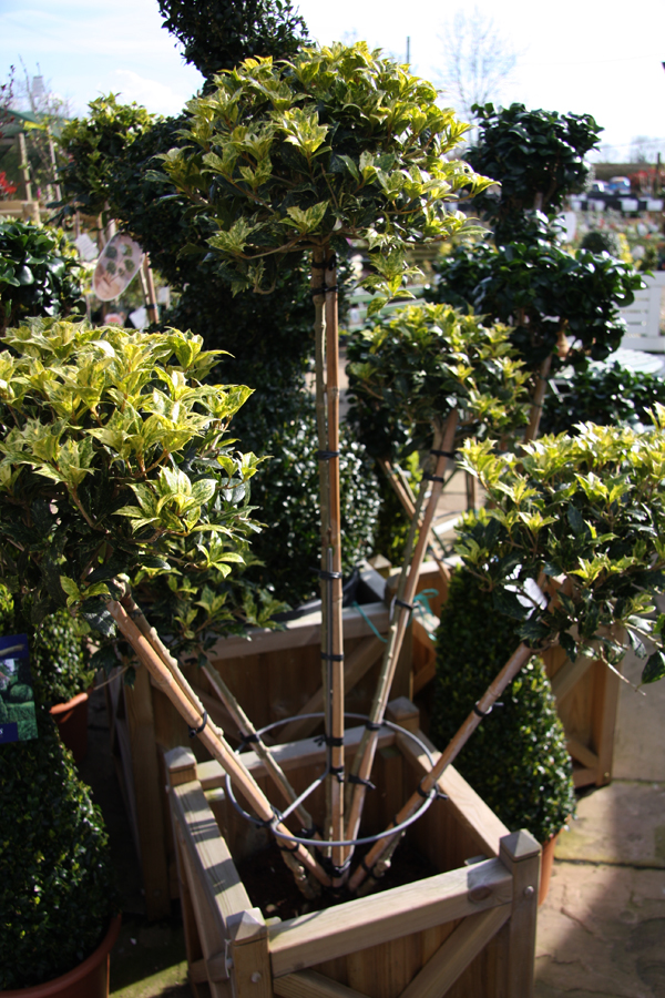 Preston Bissett Nurseries And Country Shop Shrubs And