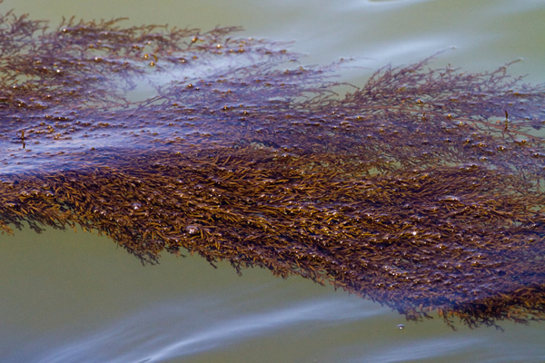 Floating brown algae
