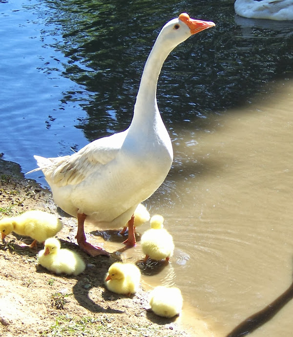 geese, Chinese geese, laying geese, geese breeds, laying geese breeds, best egg laying geese breeds