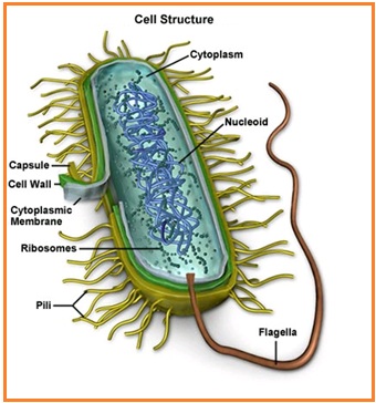 Persamaan antara bakteri dan ganggang hijau biru adalah