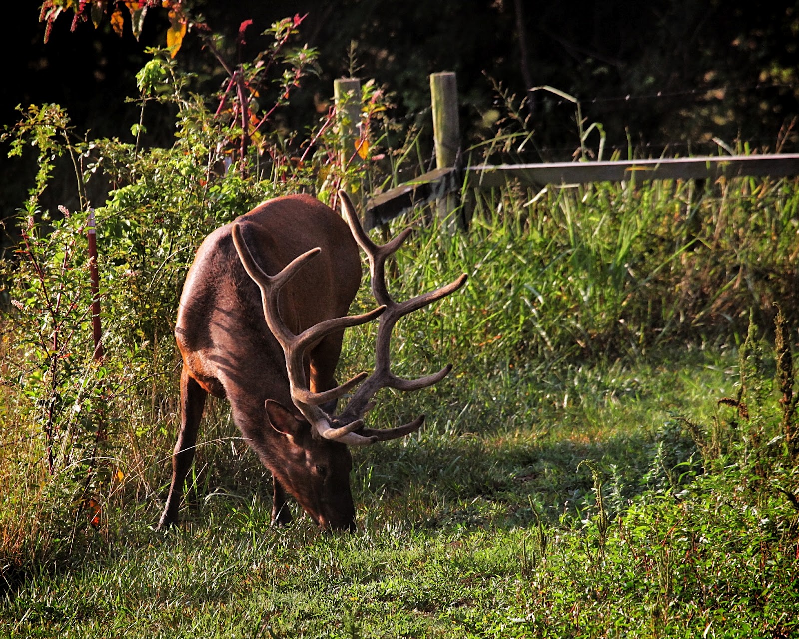 Arkansas Wildlife Photography 7/16/12 Elk Locations in Boxley Valley