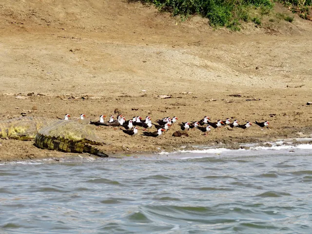Crocodile next to a flock of African skimmers on the Kazinga Channel in Uganda