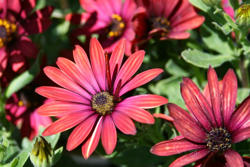 HOW TO GROW OSTEOSPERMUM FROM SEED The Garden of Eaden