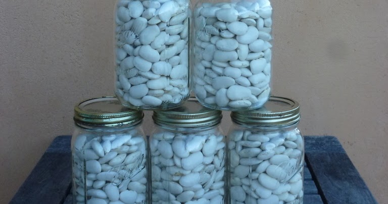 From Seed To Table Saay Spotlight Greek Gigante Beans