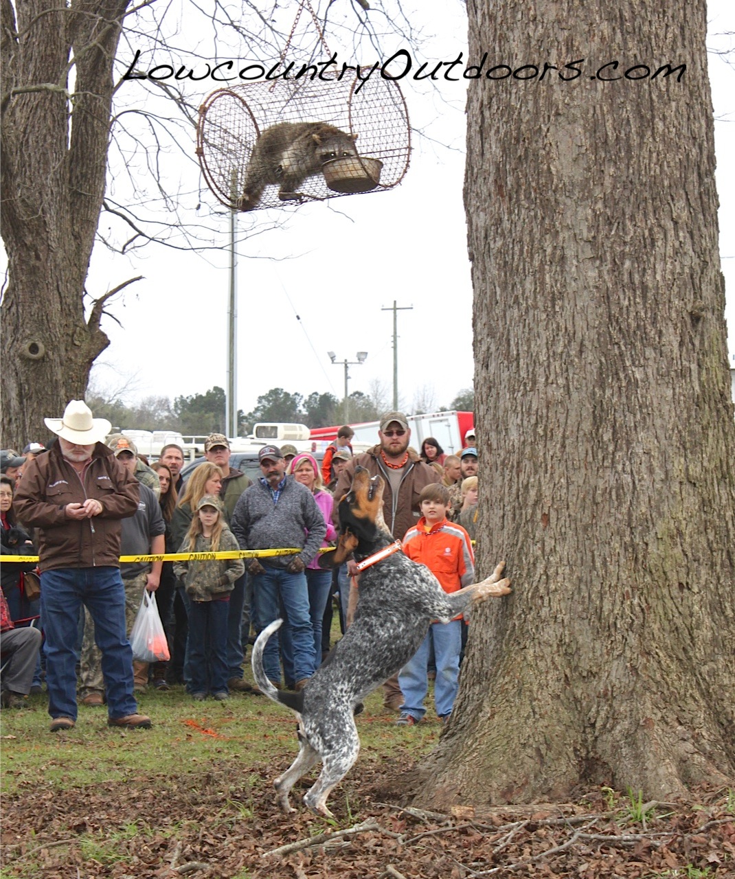 Lowcountry outdoors 2016 Grand American Redbone Coon Hound is