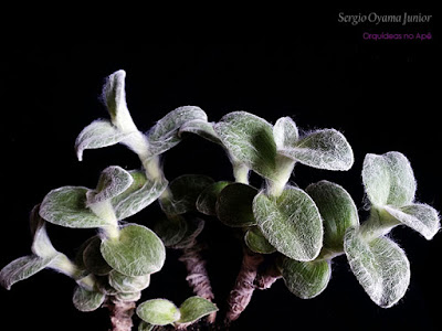 Suculenta Tradescantia sillamontana Suculenta Tradescantia sillamontana