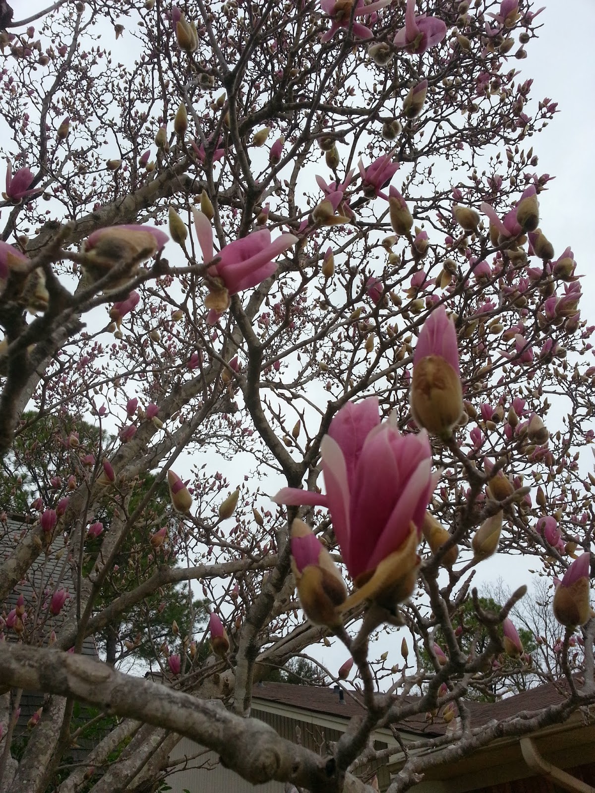 Rockhounding Around My Japanese/ Tulip magnolia tree bloomed too early this year