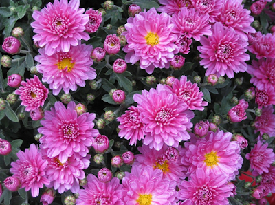  Bunga krisan merupakan bunga yang mempunyai warna dan bentuk yang indah sehingga banyak di Cara Menanam Dan Merawat Bunga Krisan 