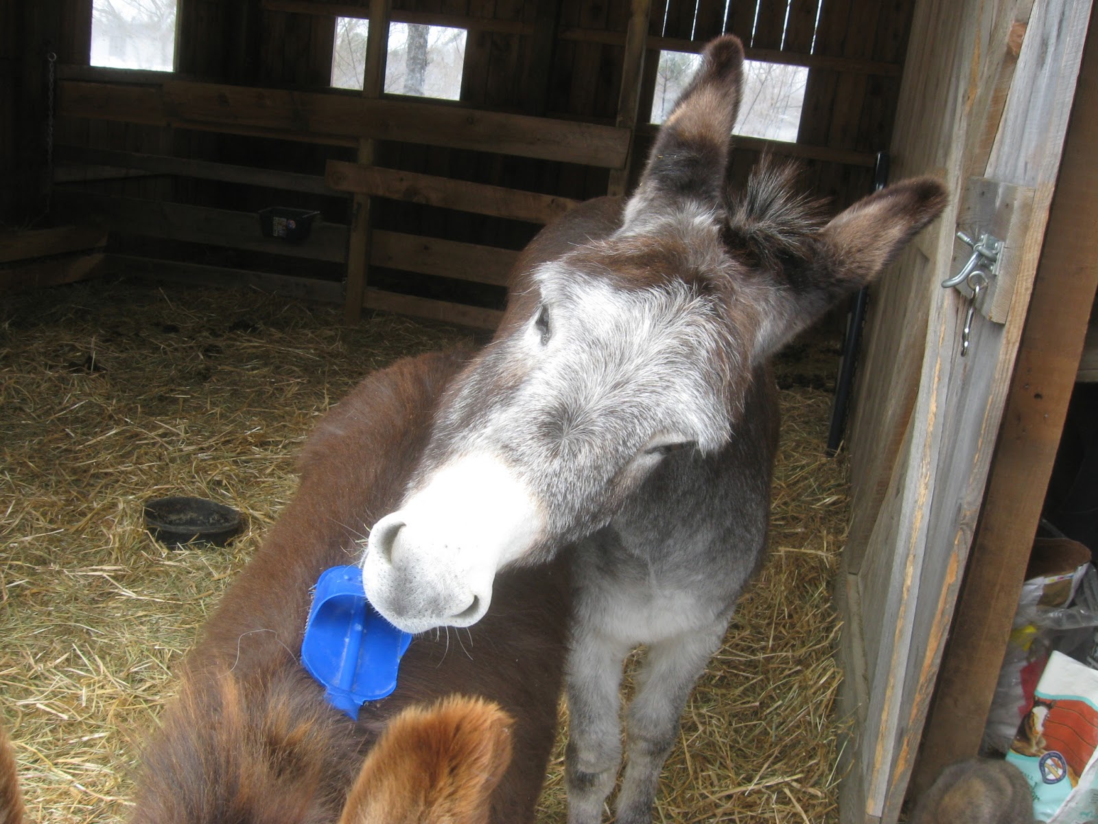 The Dancing Donkey Proper Grooming Part 2 Professional Help