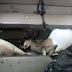 ¡Hambre! personas cazando gatos y perros y militares robando chivos