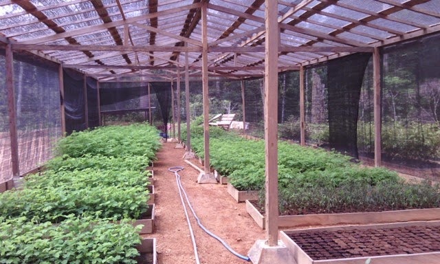membuat green house sederhana tetapi indah green house sederhana