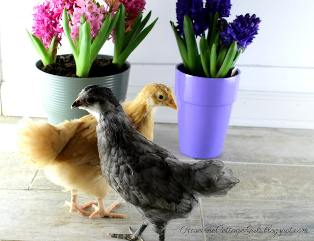 #KeepingChickens #backyardpoultry #chicks #chickens #farm #Buff Orpington #Americana #hobbyfarm 