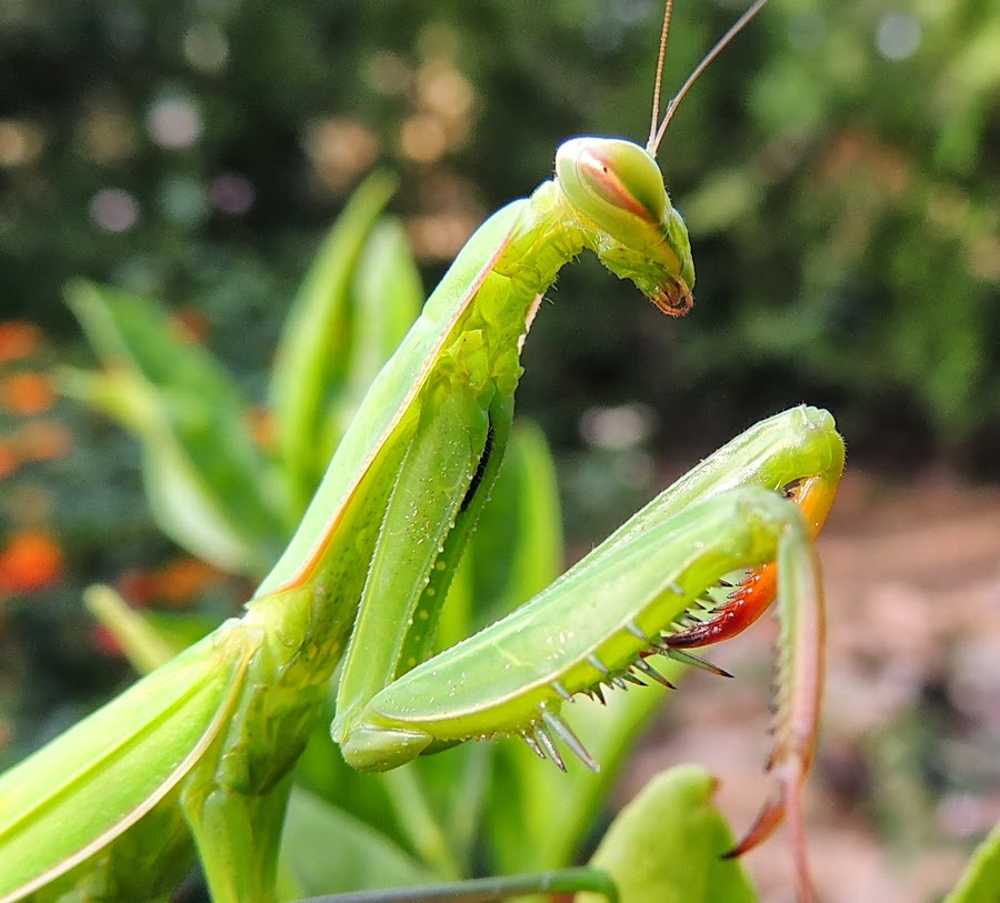 MANTIS RELIGIOSA
