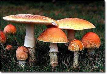Mushrooms, Mycology of Consciousness - Paul Stamets 5785652