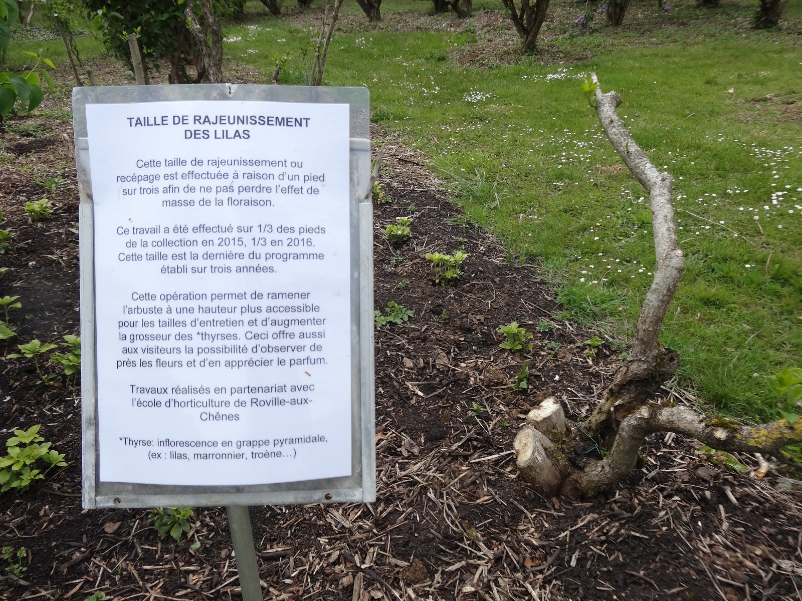 Le blog de Parcs et Jardins de L'Oise: Une collection de lilas au