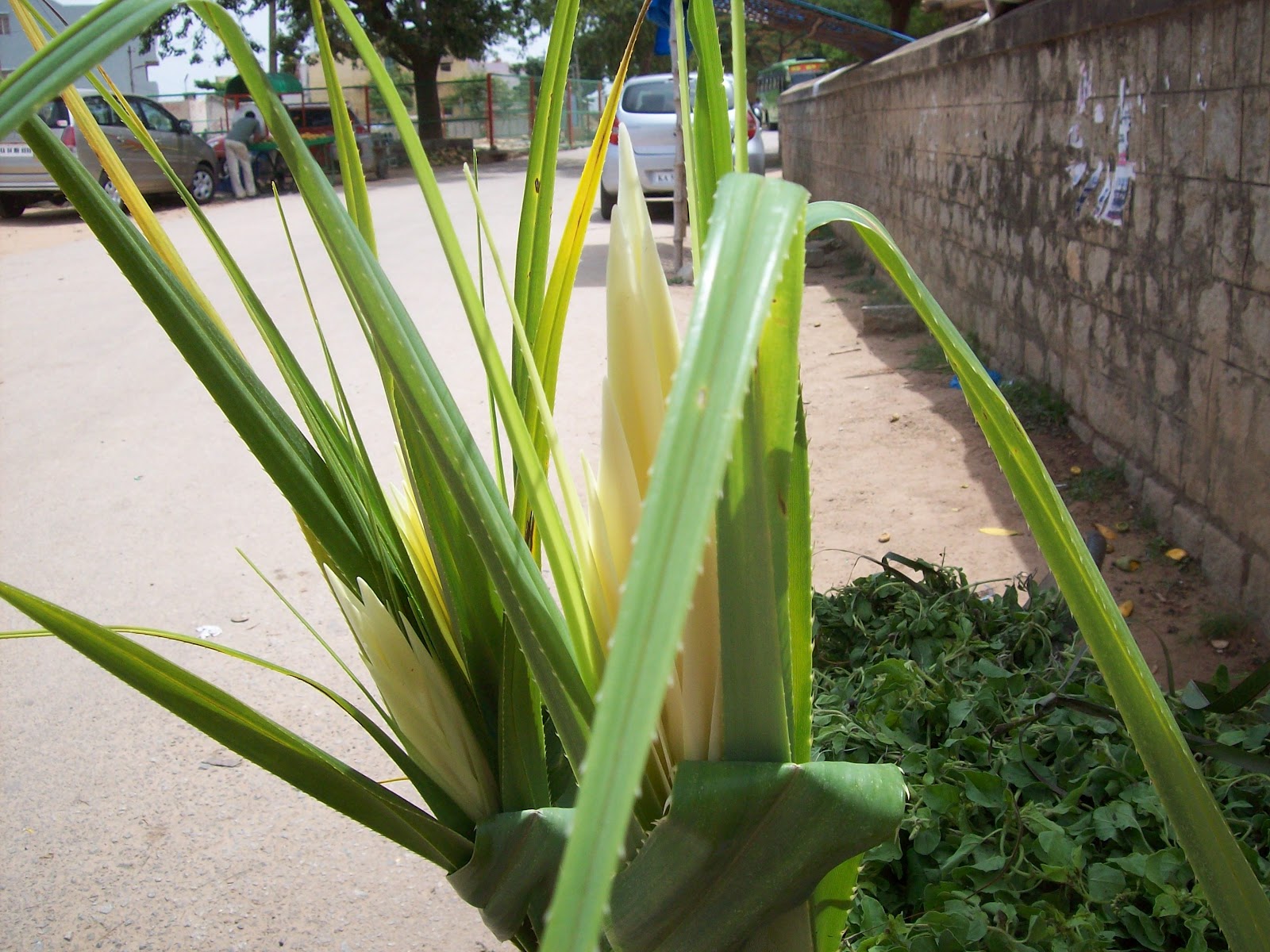gardentropics July 2012