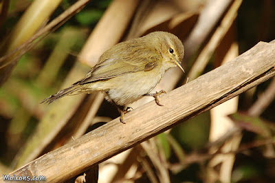 Mosquiter comú (Phylloscopus collybita) al Catllar