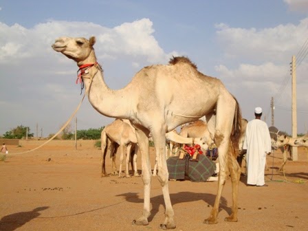 Camels breeds in Sudan