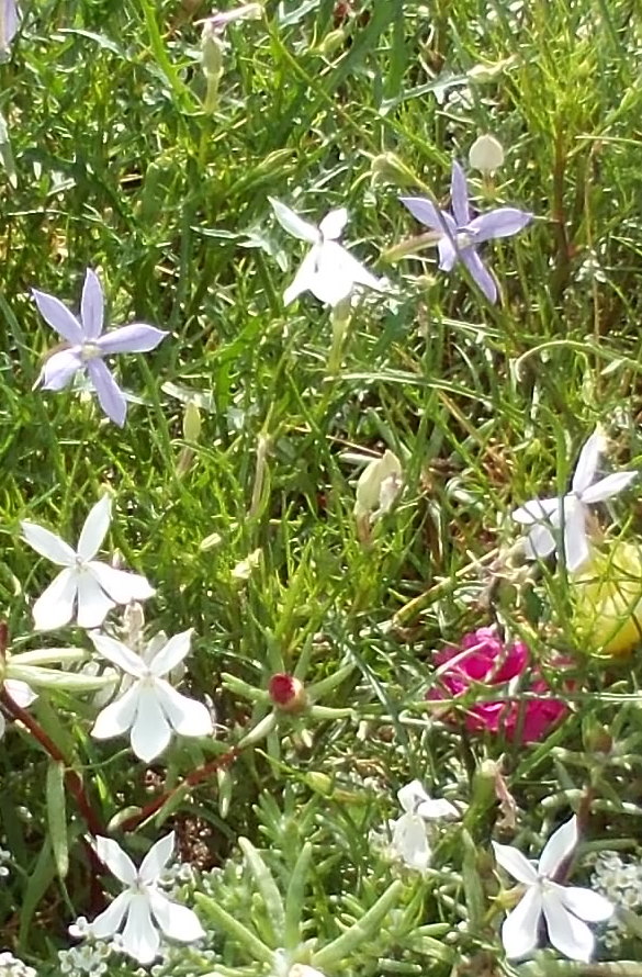 Friends of Peacehaven Botanic Park Inc. Nursery News