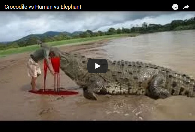 Human vs Crocodile - People vs Alligator compilation - People vs