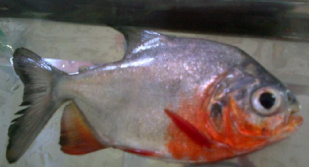 MENGENAL IKAN BAWAL AIR TAWAR ( Colossoma macropomum ) ~ MEDIA