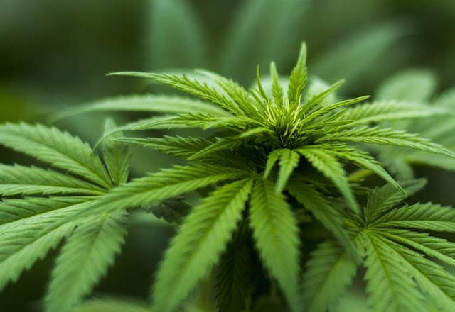 “Vamos por producción, comercialización y distribución de marihuana”: Sánchez Cordero